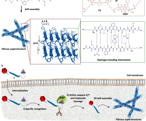 Recent advances in the study of drug delivery based on in vivo self-assembly for tumour imaging and therapy by Prof. Yuliang Zhao and Prof. Hao Wang