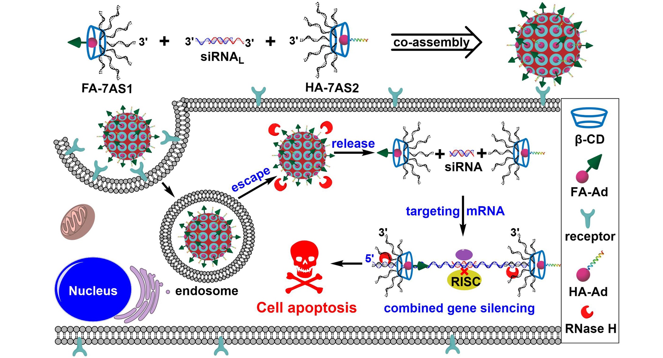 Constructing Branched Antisense and siRNA Co-assembled Nanoplatform for Combined Gene Silencing and Tumor Therapy